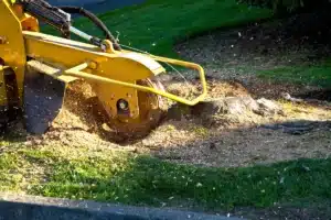 Stump Grinding Treemendous Tree Care Michigan