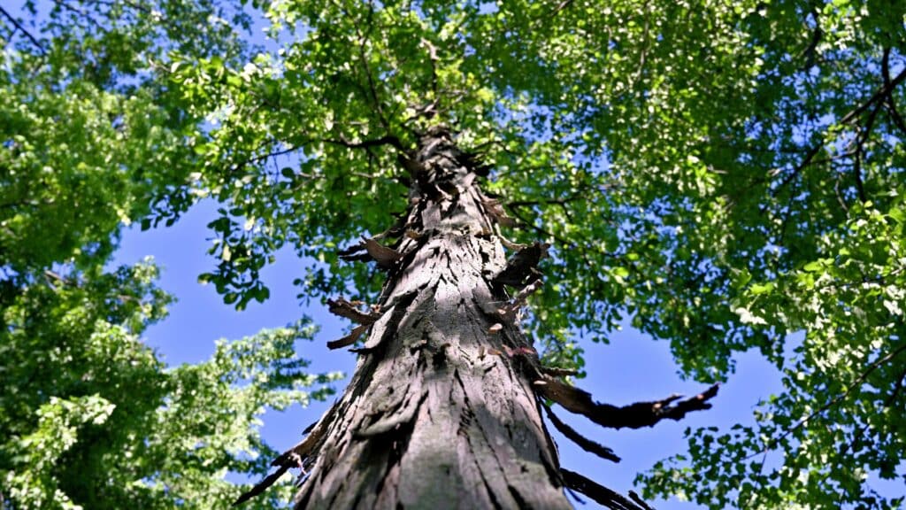 Tree Species We Care For Hickory Trees Shagbark Hickory Tree Treemendous Tree Care MI
