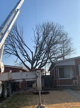 Treemendous Tree Care LLC