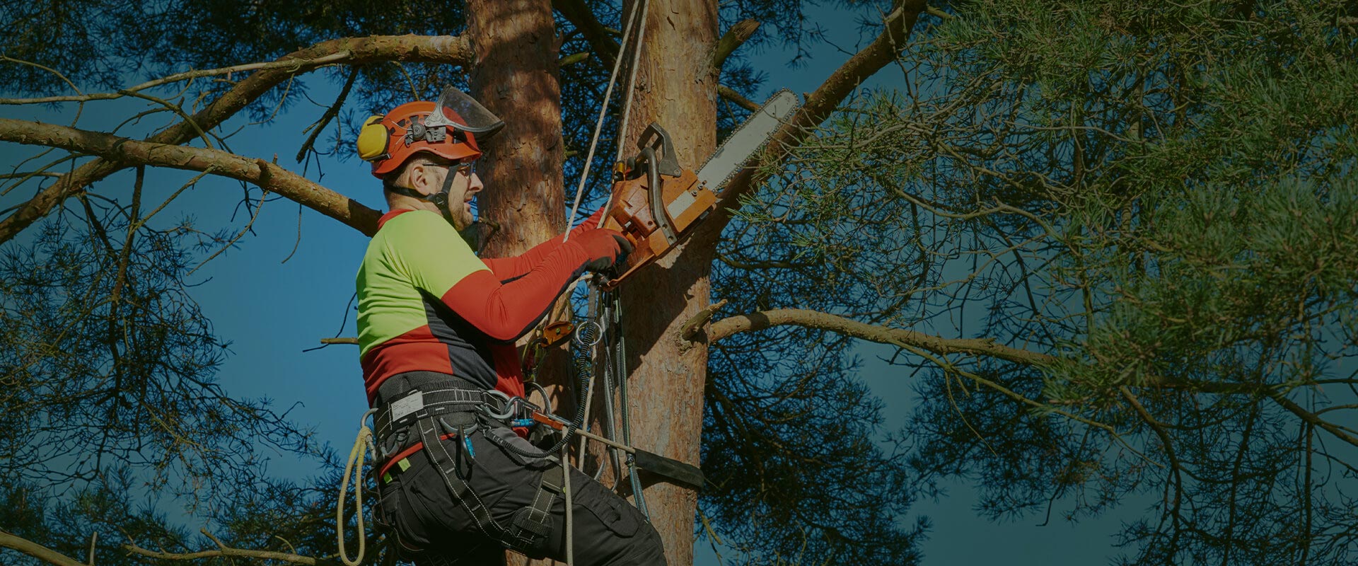 Tree Trimming Mckinney