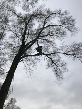 Treemendous Tree Care LLC